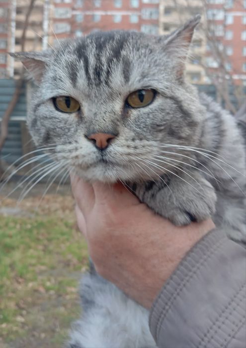 Кот Эдуард срочно ищет ответственных хозяев