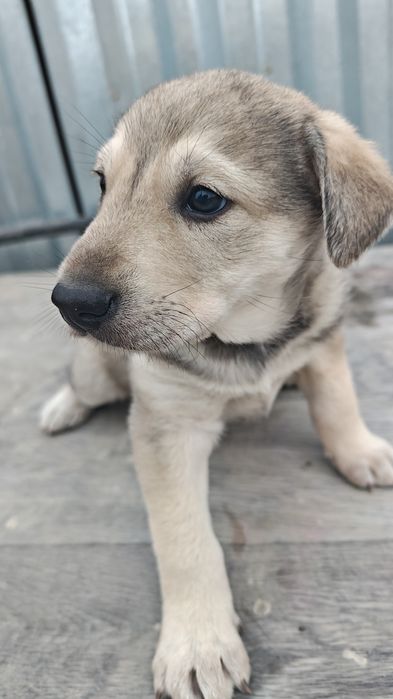Щенки бесплатно в добрые руки