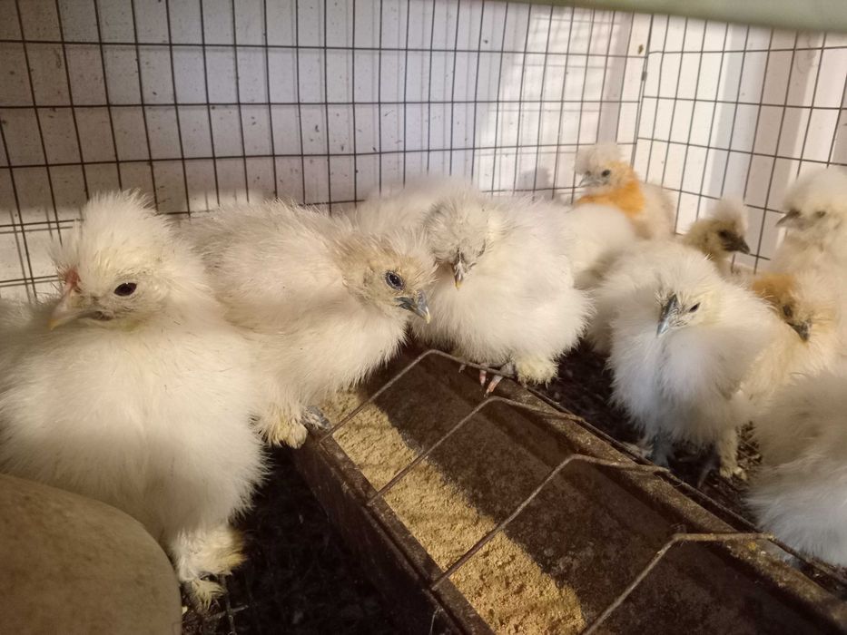 Vand pui Matase Japoneza