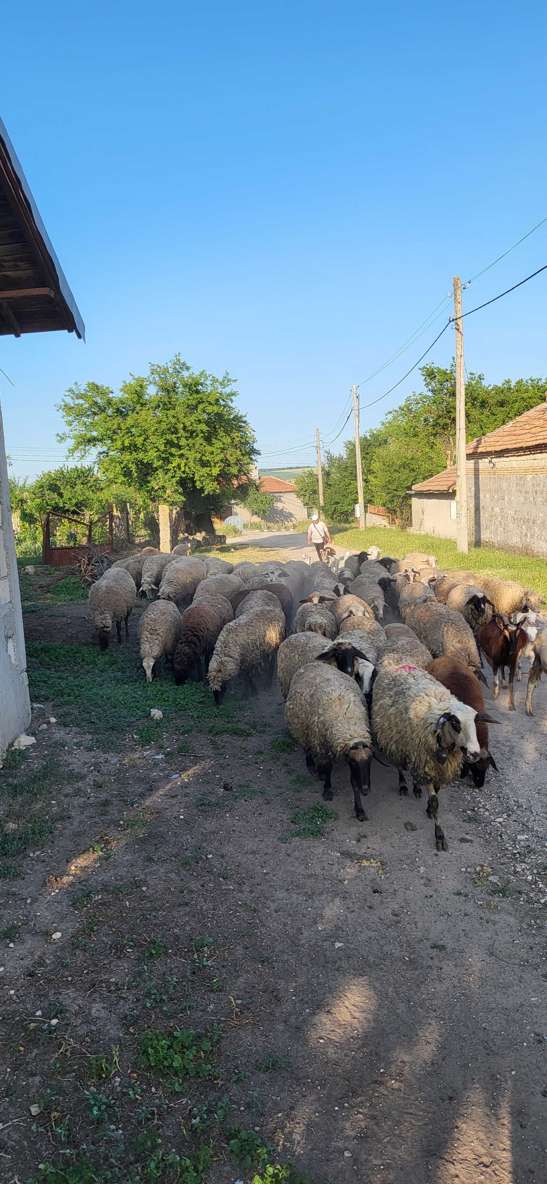 Продавам млади добре гледани овце...