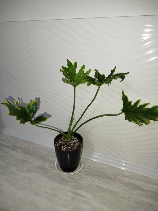 Felodendron varegatniy