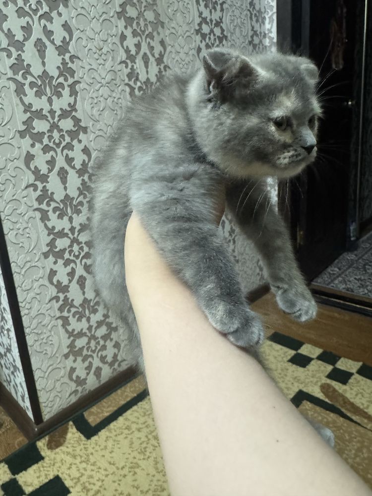 Скотиш фолд котёнок прадаётся 2 мес