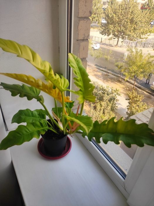 Филодендрон золотой крокодил