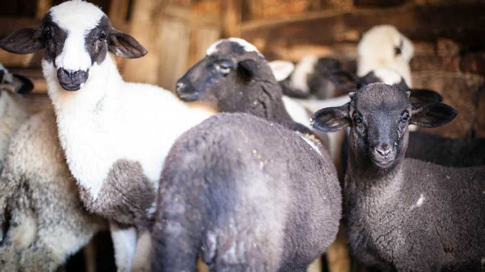 Продавам домашно овче сирене