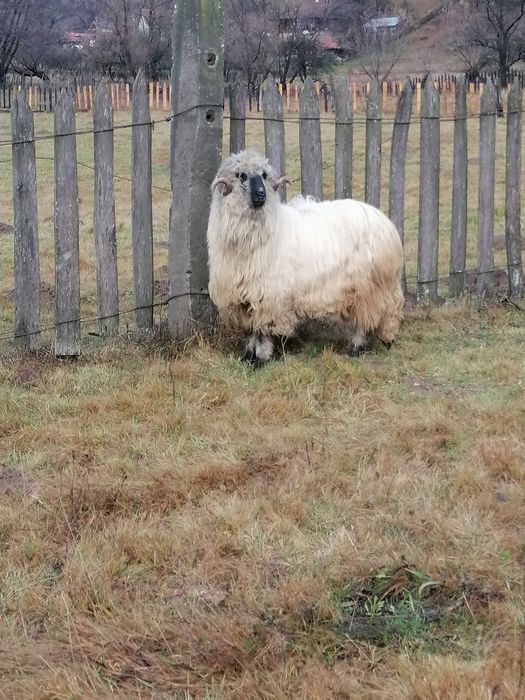 Vând Berbec Bucalau