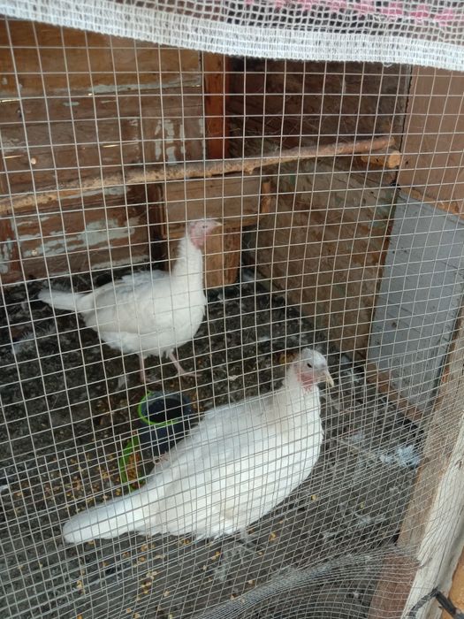 Курка, индук сотилади