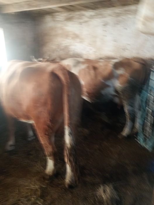 Vând vacii se poate văzut în lazuri