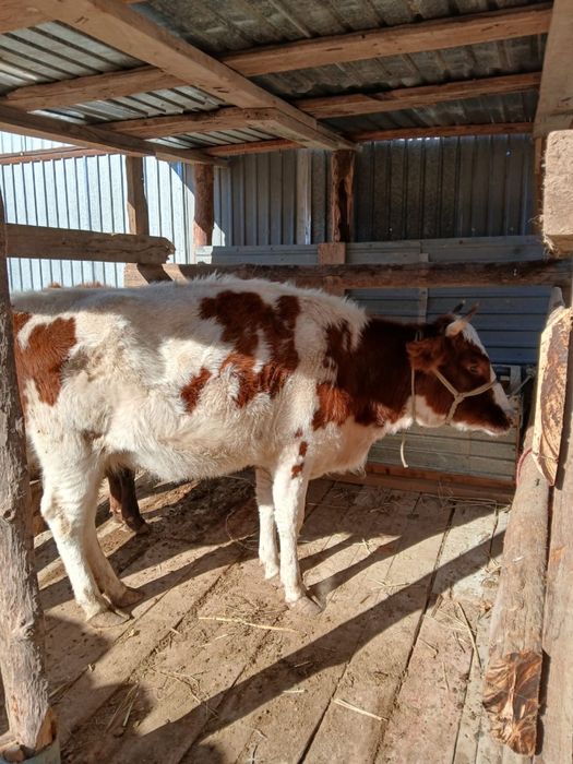 Еки жасар кашарр