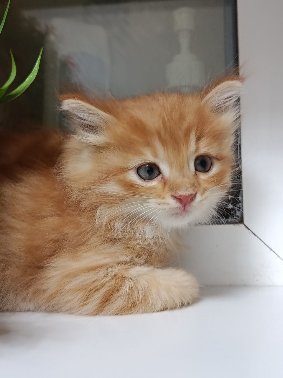Продаются котята