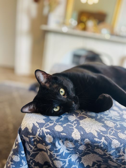 Petsitting / Cazare temporara pentru Catei si pisici in Buzau