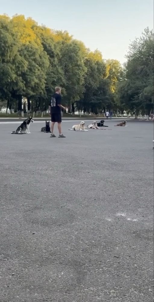 Дрессировка кинолог