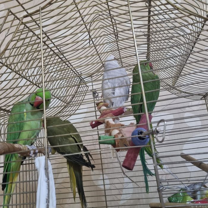 Papagali micul Alexandru