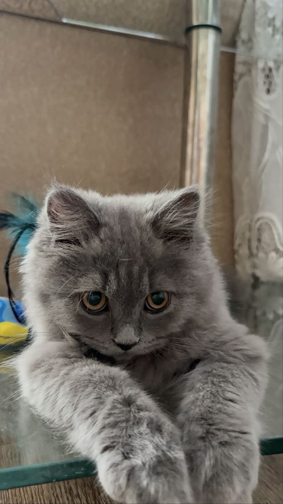 Скоттиш страйт хейлант