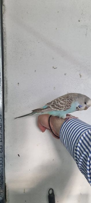 Papagali/papagal perus/perusi standard