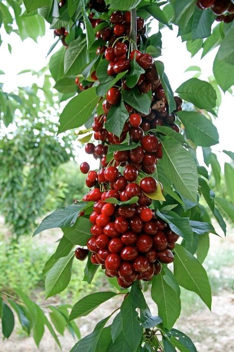 Trandafiri.Liliac.Ciresi.Aluni.Nuci.Prun.Corn.Mar.Meri.Migdal.Coacaz>R