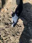 Котик в добрые руки