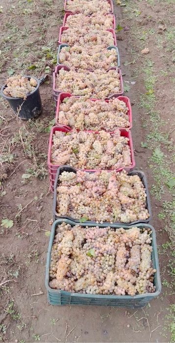 Struguri pentru vin