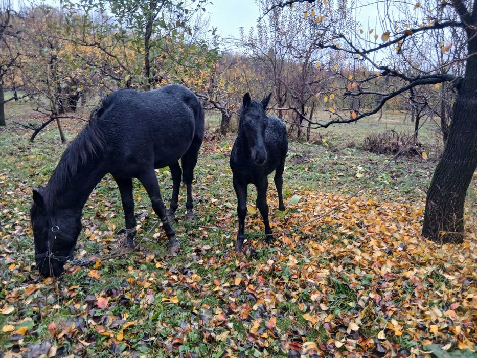 Iapa+ Manz  De vanzare