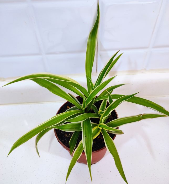 Продаётся ХОЙЯ КАРНОЗА.есть и другие цветы.