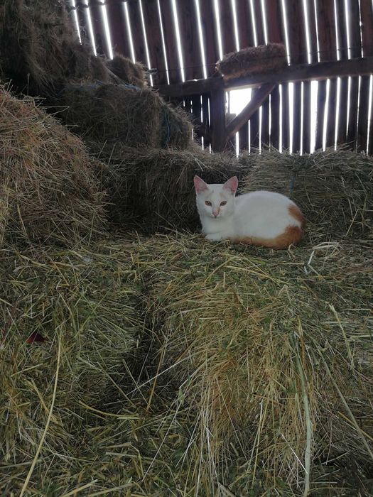Vand 1200 baloti de fan , o parte din ei au si lucerna in ei.