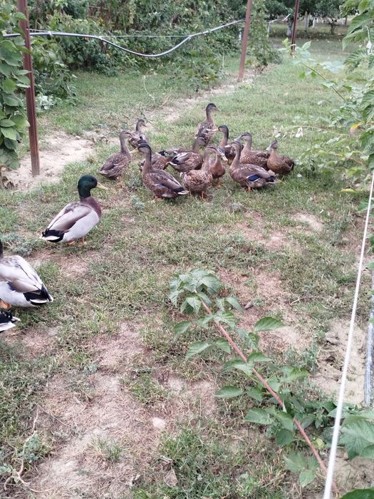 Pereche rațe sălbatice de vanzare
