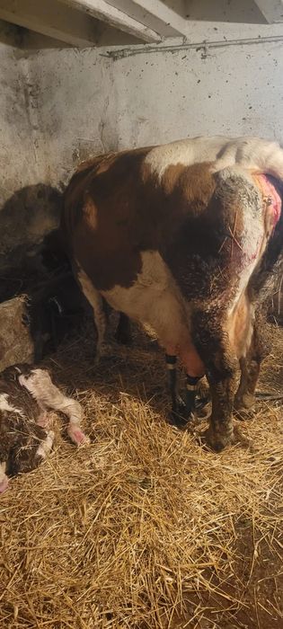 Vand doua vaci fatate recent