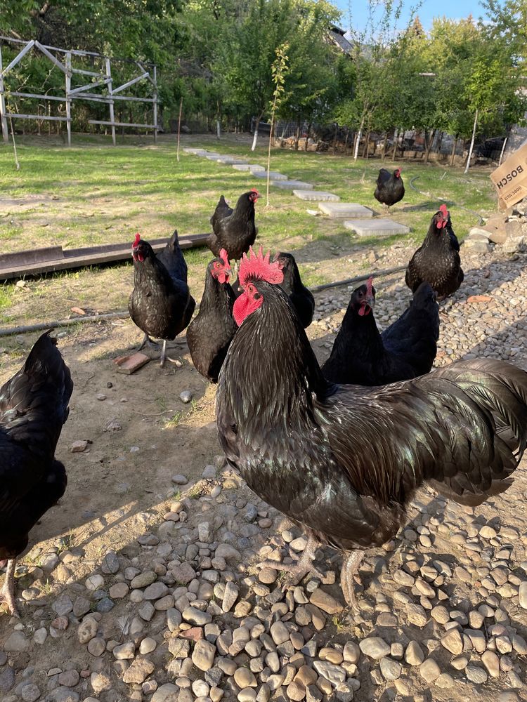 Pui Australorp negru