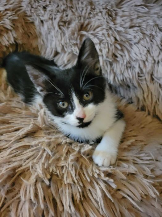 Подарява се коте на три месеца