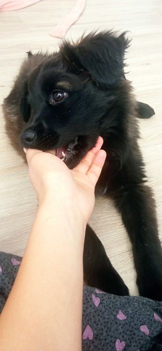 Отдам щенка в добрые руки