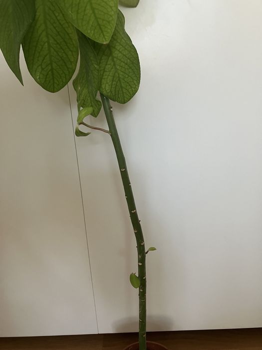 Doua plante de cauciuc