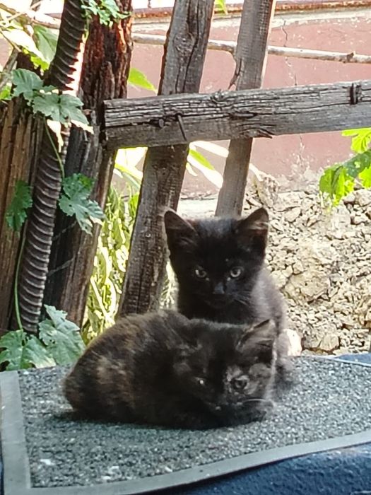 Отдам котят в хорошие руки