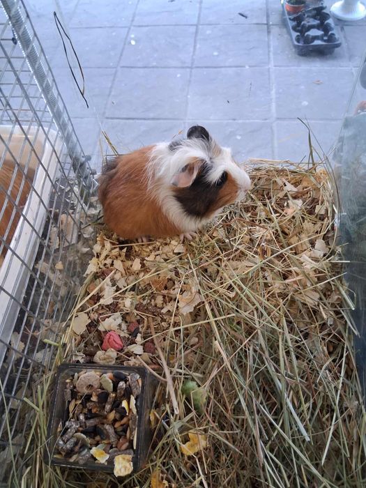 Продавам Хамстери и морски свинчета