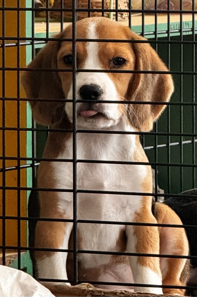 Femela beagle tricolor cu pedigree