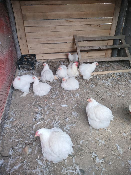 Cochinchina uriaș alb tineret!