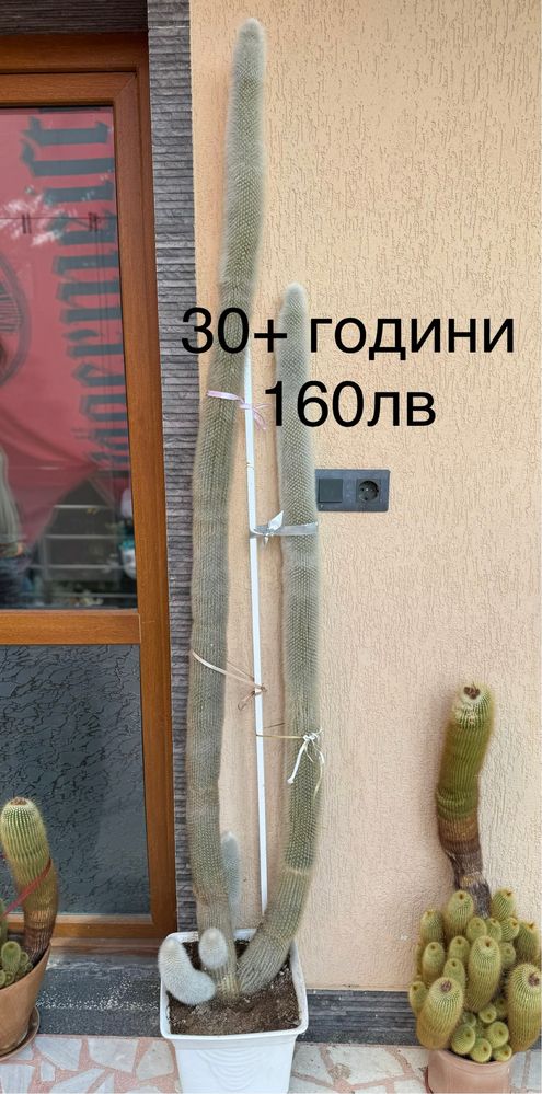 Кактуси.