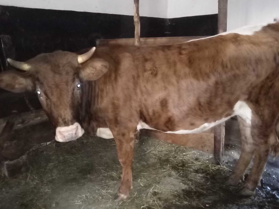 Vând junincă gestantă