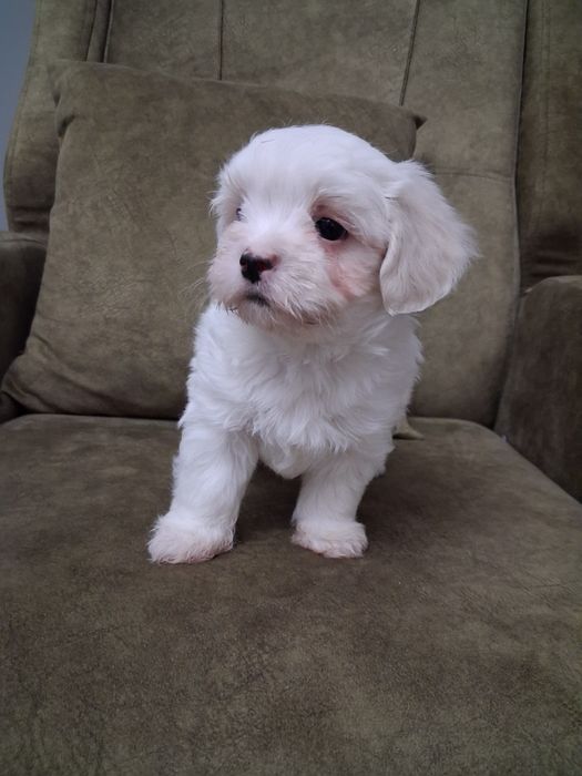 Bichon maltez talie mica
