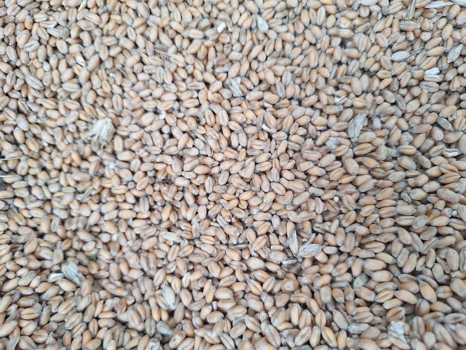 Cereale de vanzare