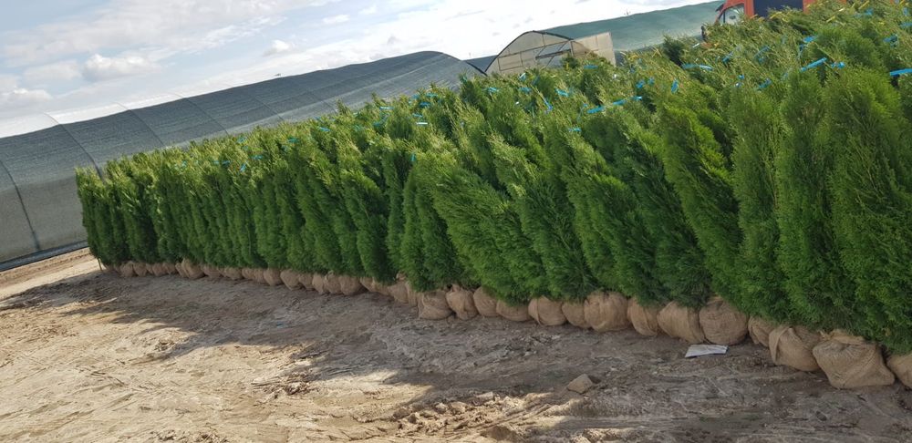 Tuia cu dimensiuni de la 1.20m pana la 3.50m