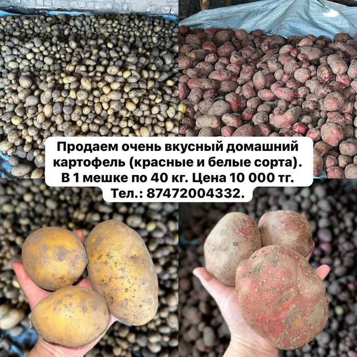 Картошка 10000тг г. Семей