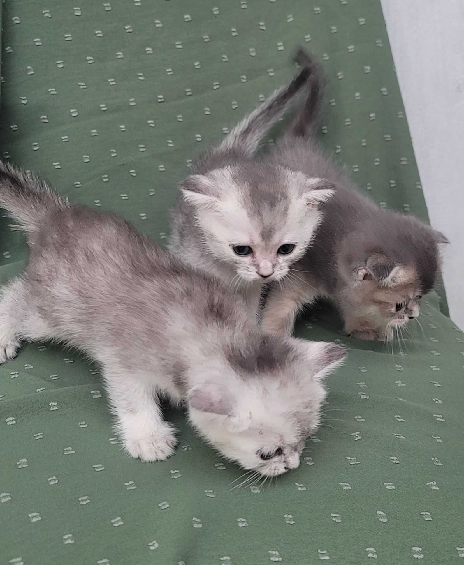 Продаются котята породы "Шиншилла"