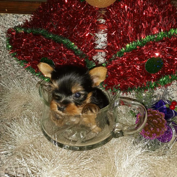 Мини Йорки.    .