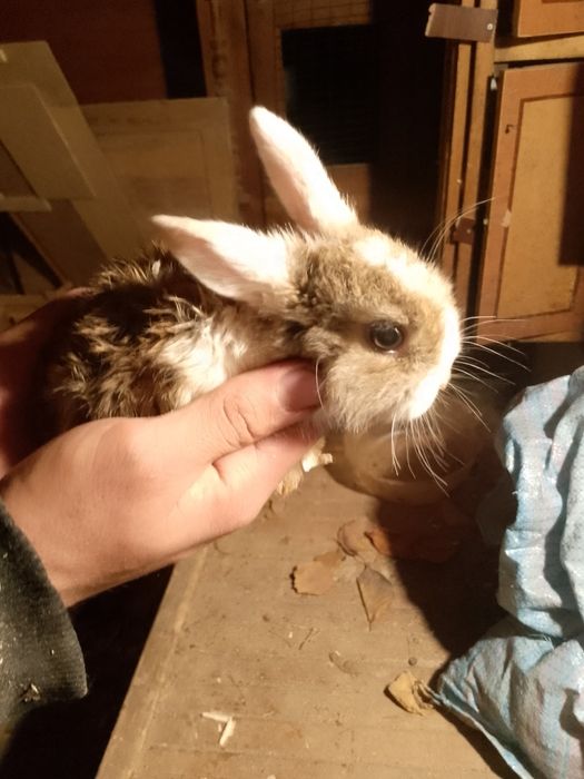 Quyon bolalari sotiladi