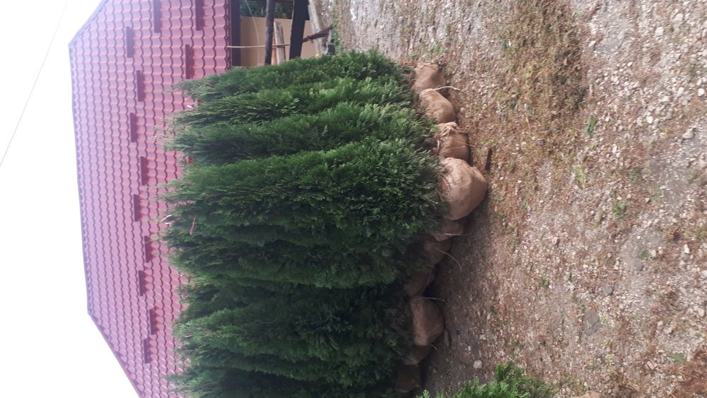 Tuia plante ornamentale