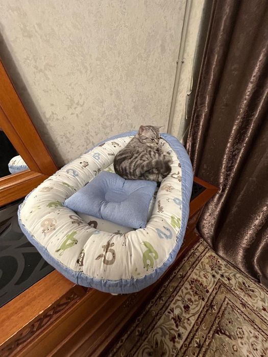 Отдам кошку в хорошие руки