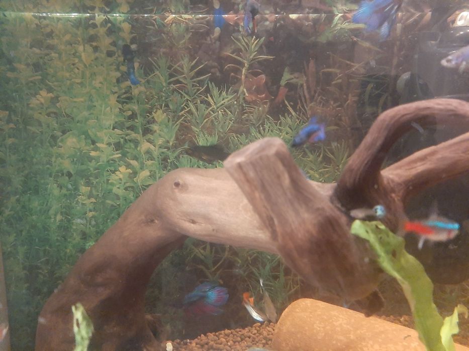 Schimb Betta cu alte culori