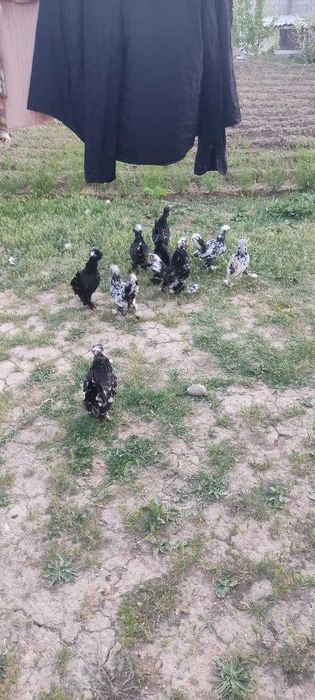 Yapon tovuqlar sotiladi
