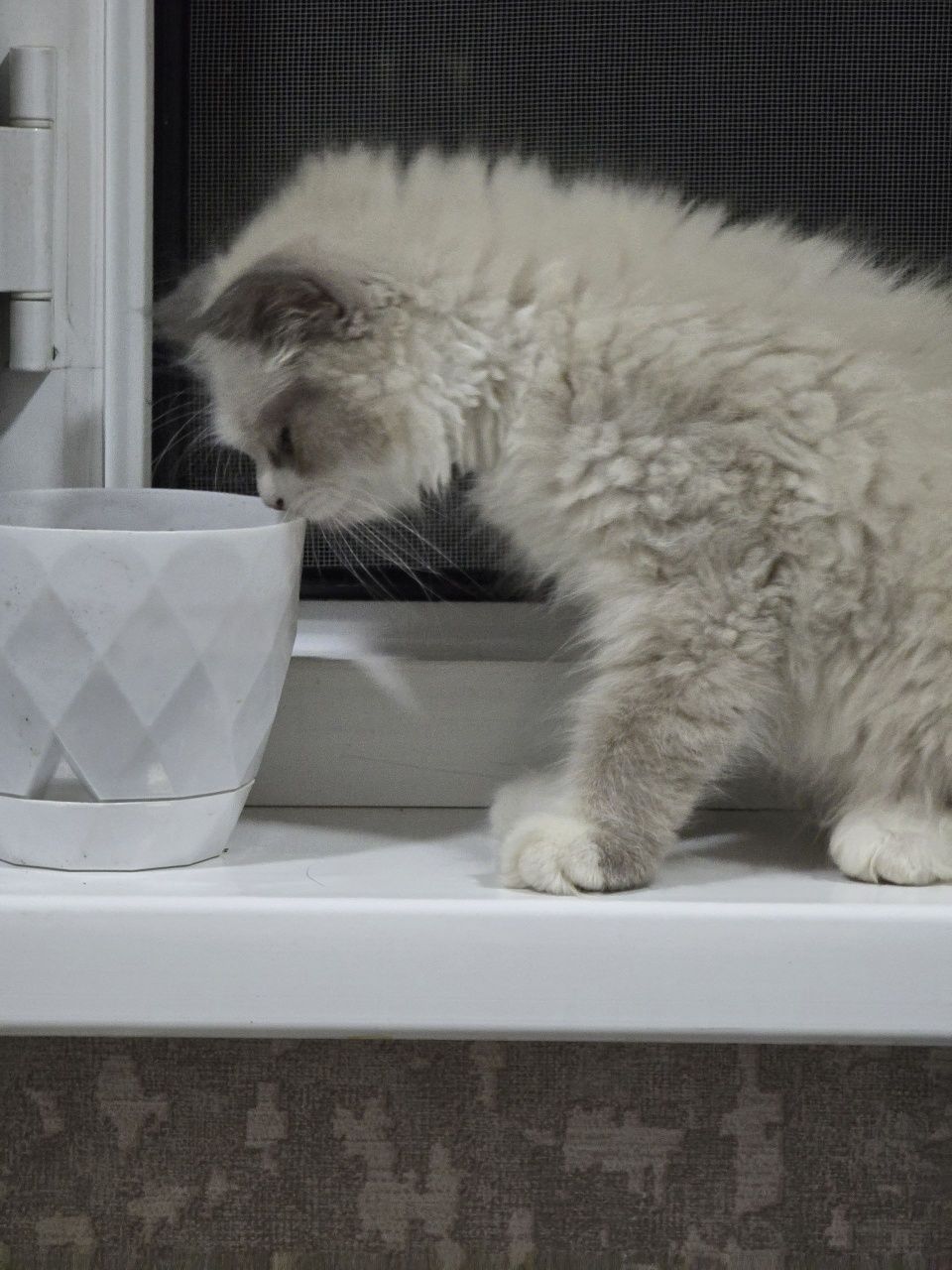 Продаётся котенок