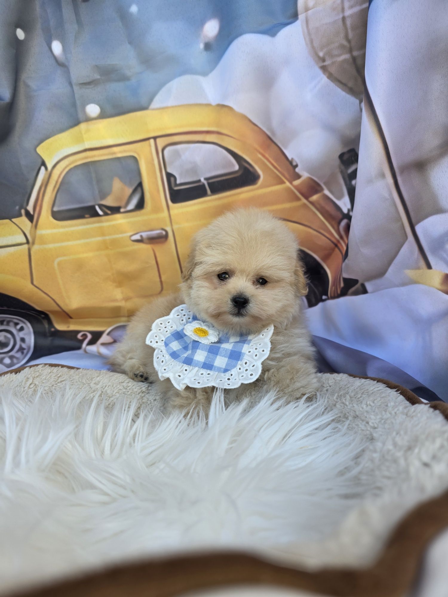 Померан / Poodle/ Помапу