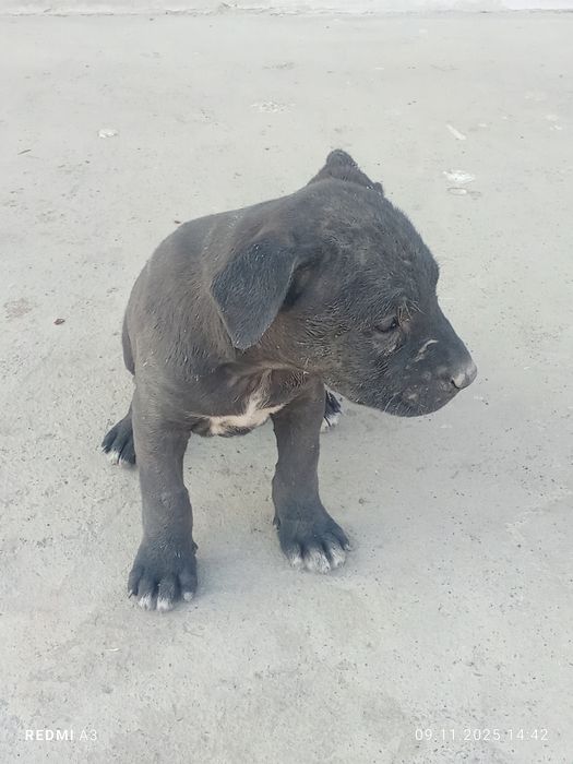 Продаётся Собака питбуль